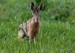 zajac poľný
